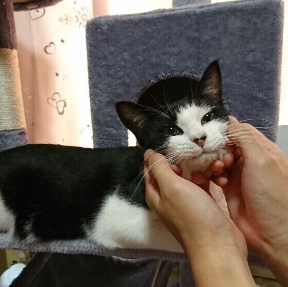 マッサージを受けるMIX白×黒のアン