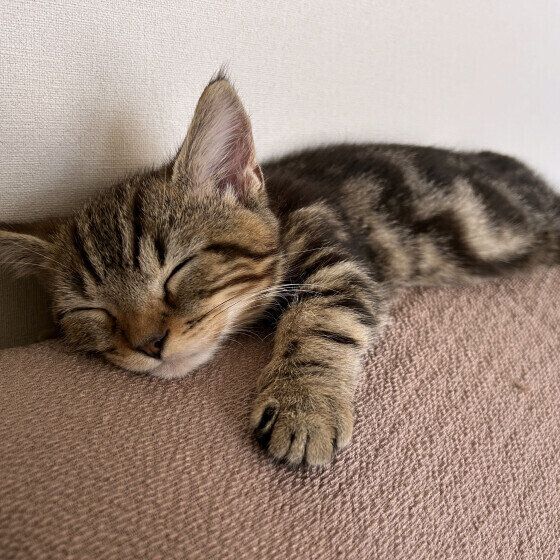 マンチカンのちぃたくん♪