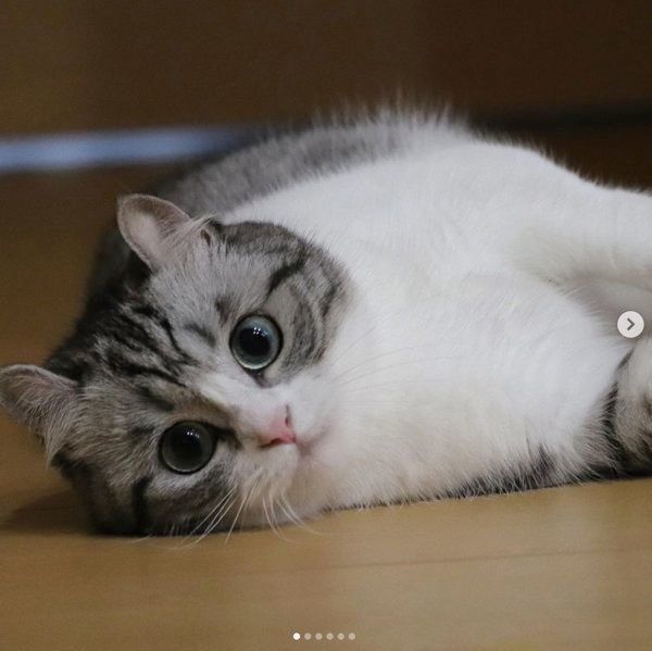 寝転がるマンチカン