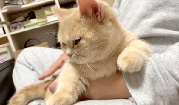 撫でてもらい気持ちよさそうなむぎくん