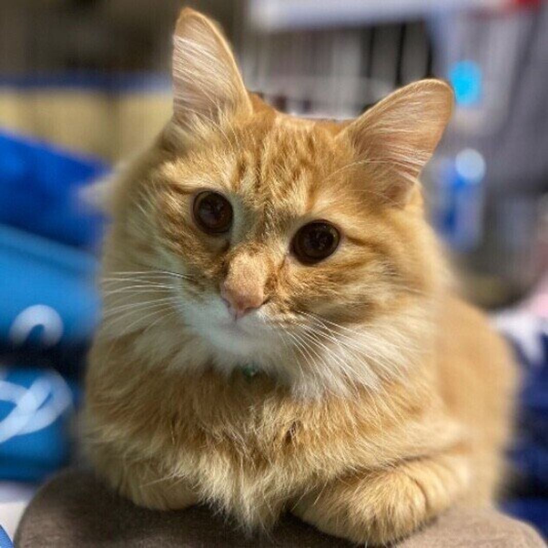 いつから愛猫の下僕になった 飼い主が語る きっかけ に共感できる ねこのきもちweb Magazine いつから愛猫の下僕になった 飼い主が語る きっかけ に共感できる ねこのきもちweb Magazine