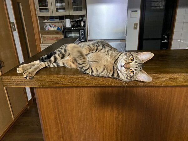 寝転がるハクくん