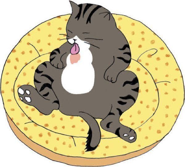 ほっとけない！猫の行動のお悩み