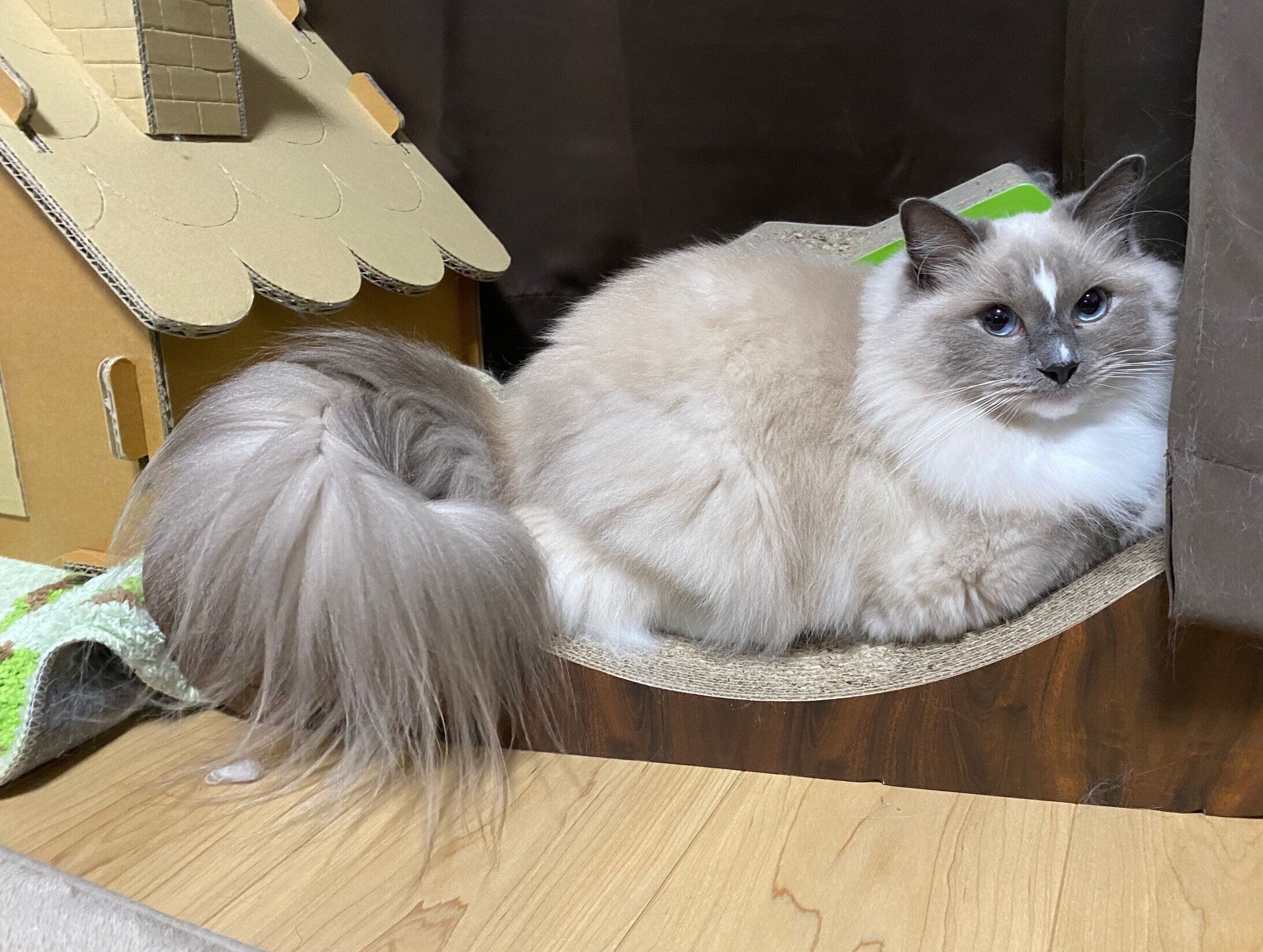 見つめるカビちゃん