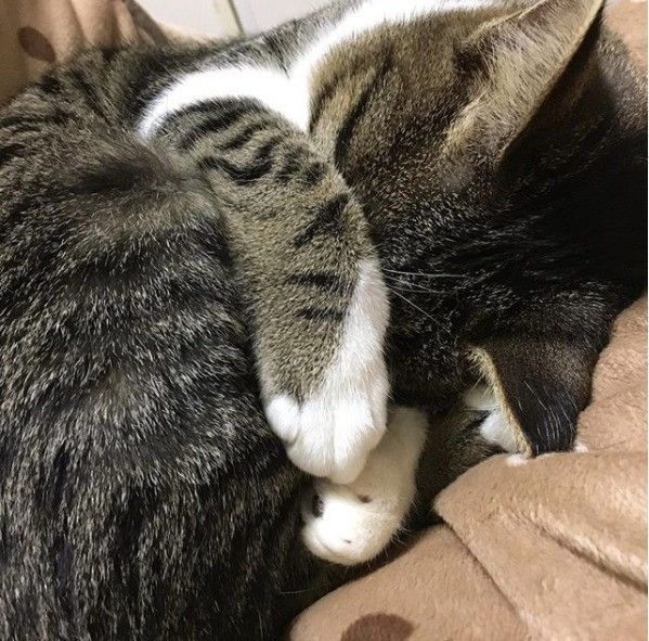 顔まで隠してアンモニャイト