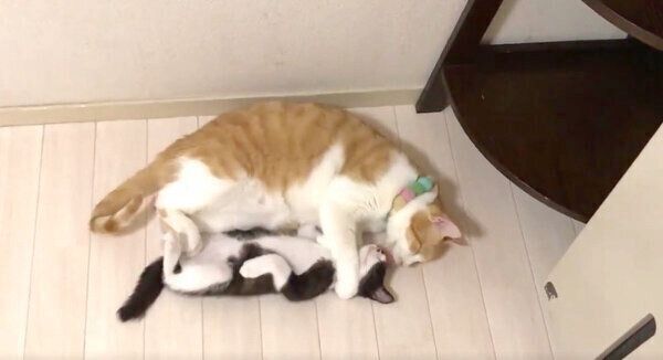 むーくんのことが可愛すぎて眠れないむぎくん