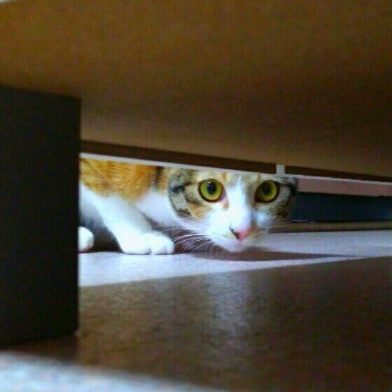 家具の下にいる猫