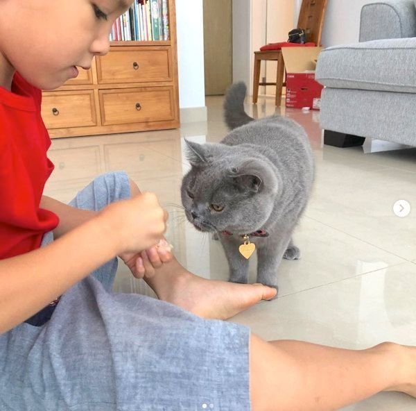 元保護猫・ブリティッシュショートヘアのルナ子ちゃん