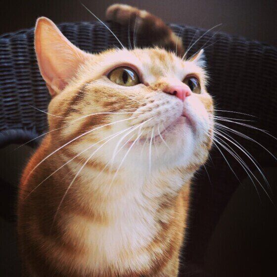 アメリカンショートヘアのmomoくん