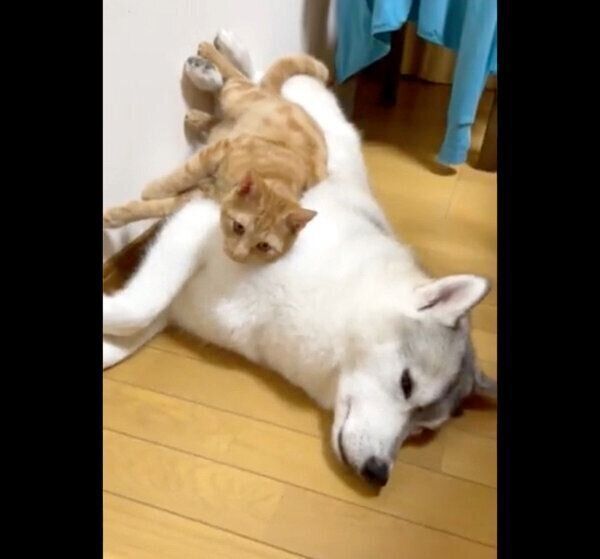 ユキちゃんの上に乗るレンちゃん