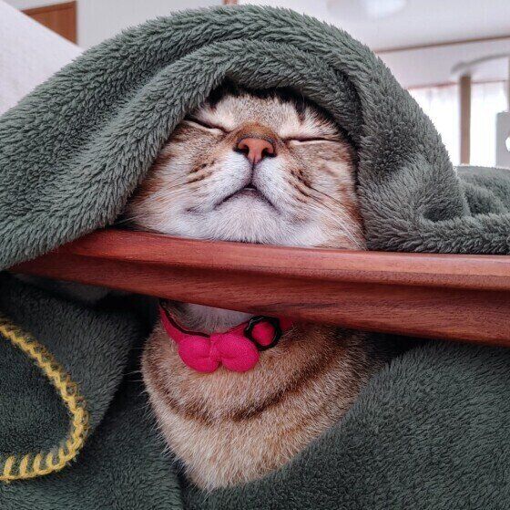 MIXキジトラのみゅーちゃん