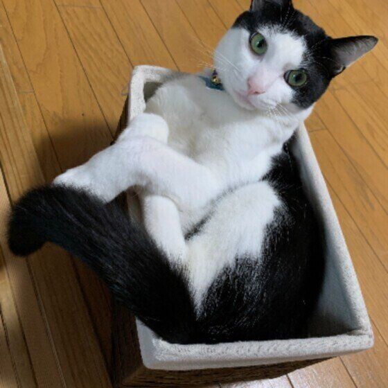 白黒猫ののんたちゃん