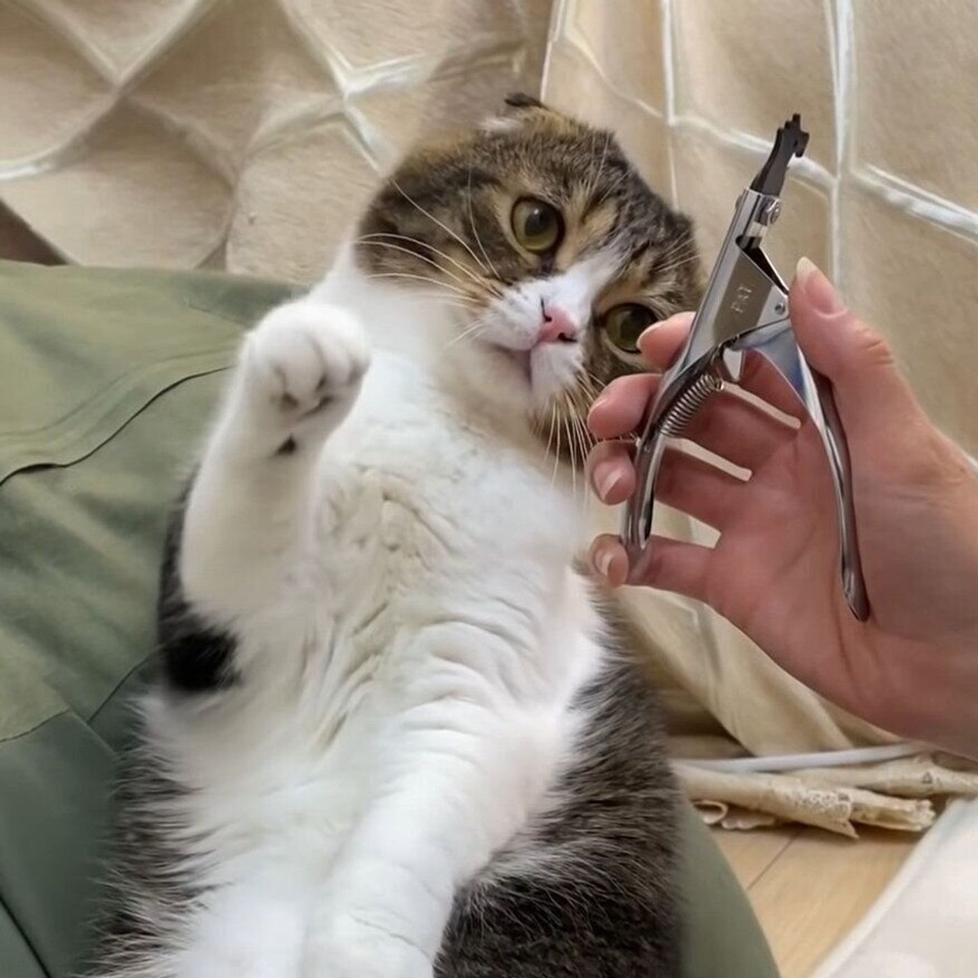 寝ぼけていたときに爪を切られた猫 目が覚めて気づき わかりやすく落ちこんじゃう ねこのきもちweb Magazine 寝ぼけていたときに爪を切られた猫 目が覚めて気づき わかりやすく落ちこんじゃう ねこのきもちweb Magazine