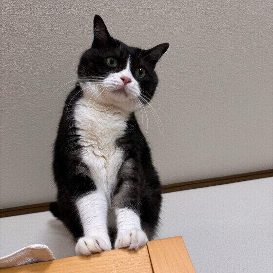 MIX白黒のテッタくん