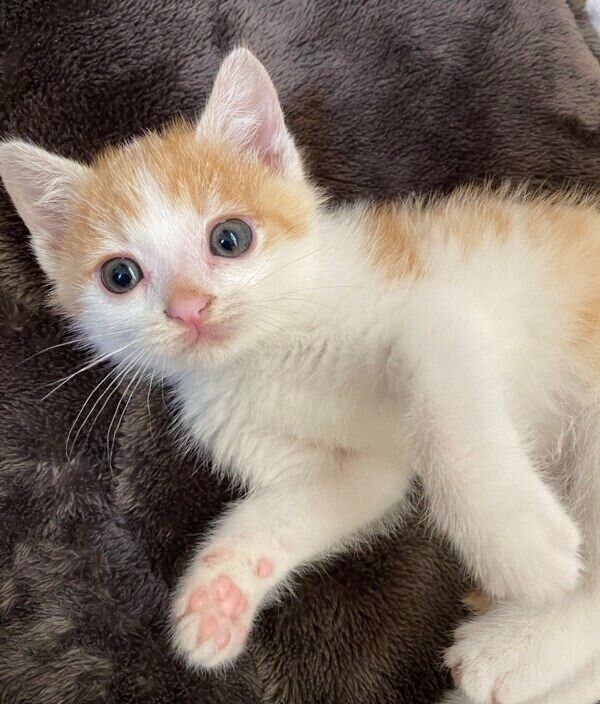 あどけなさが残る子猫時代のビスコくん