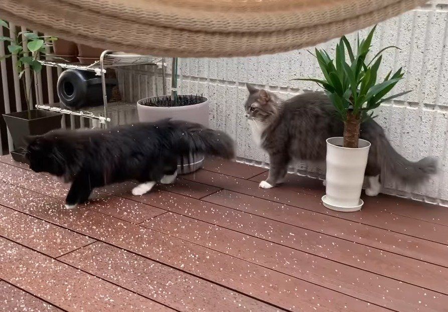 雹と猫