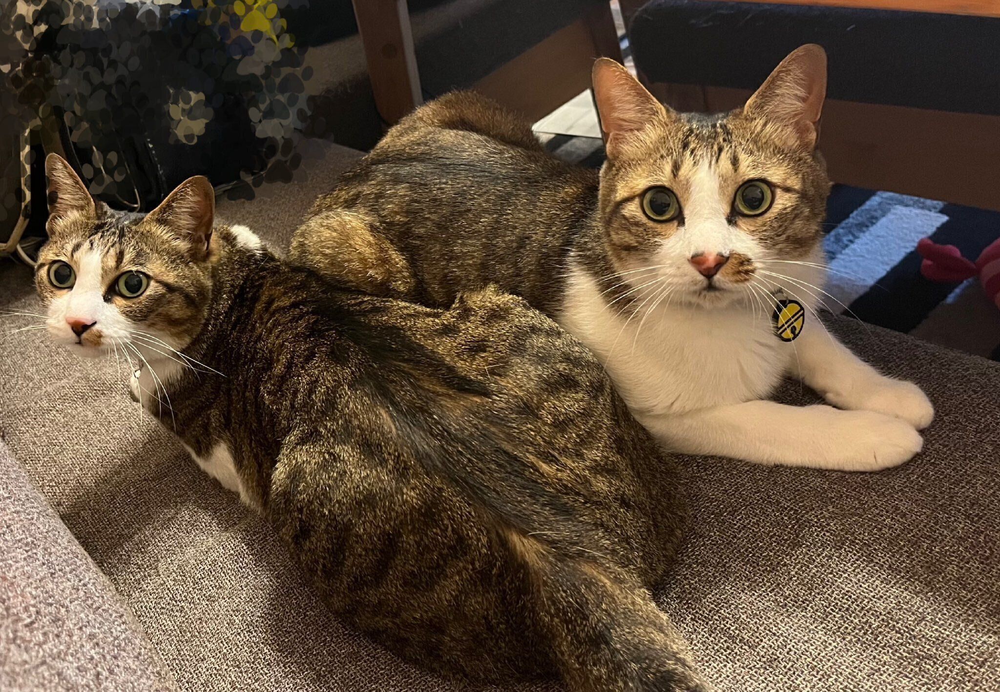 仲良くまったりする蒼くん、架くん