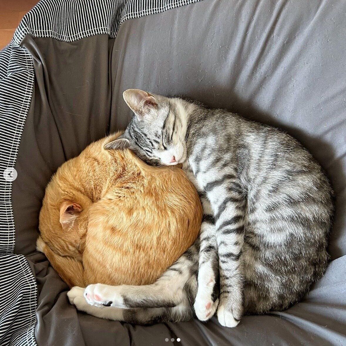 くっついて眠るもいわちゃん、いぶきくん