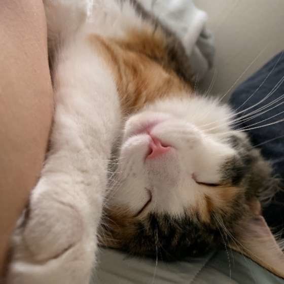 寄り添う三毛猫