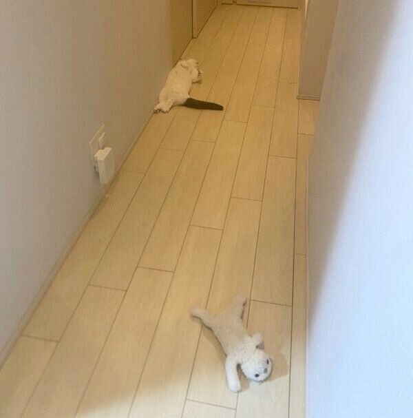 飼い主さんがお風呂から出てくるのを待つまおくん