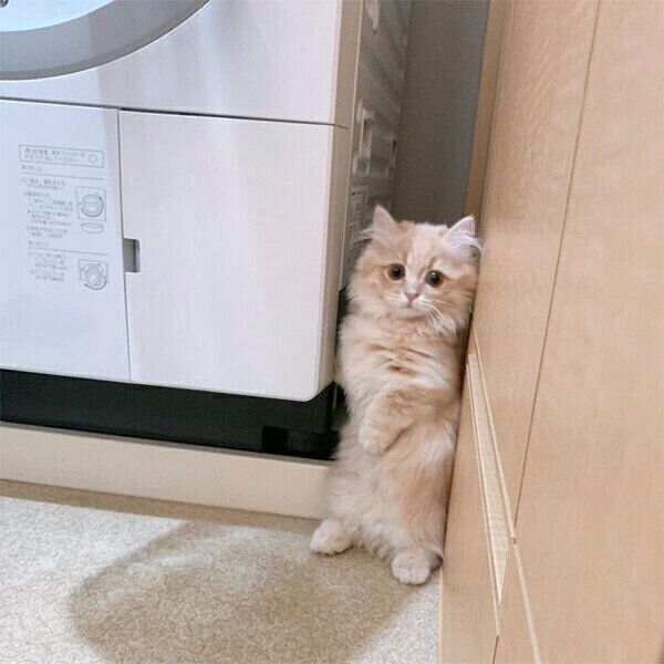 洗濯機とドアとの隙間が大好きなモニくん