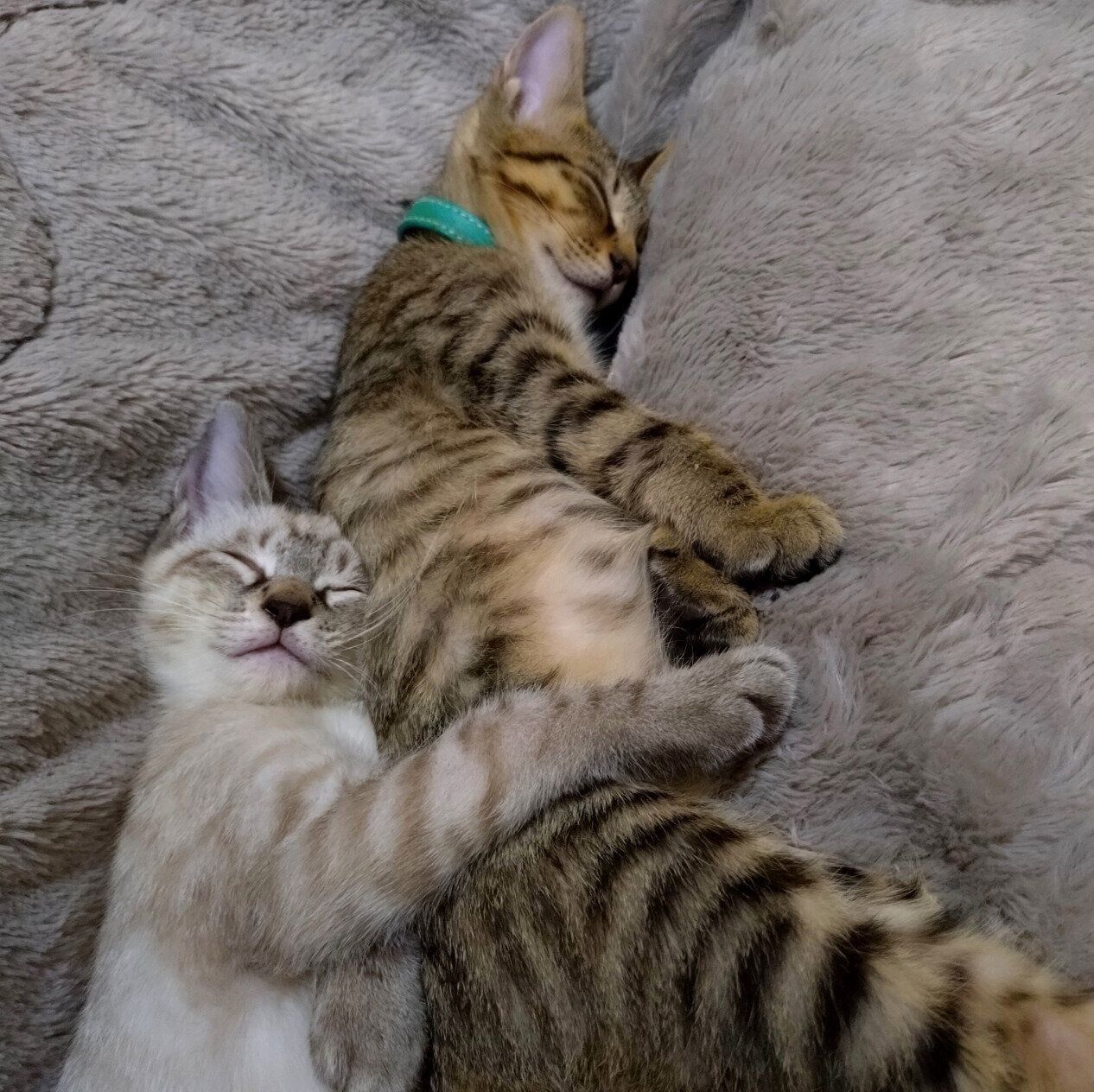 くっついて眠る2匹