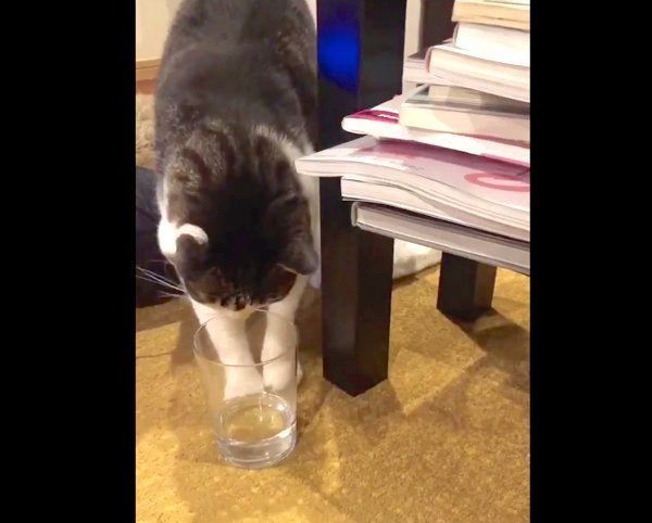 コップの中の水を飲もうと必死な猫