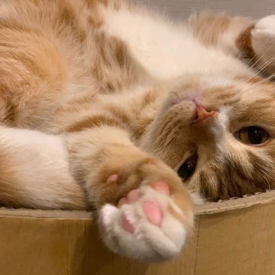 寝転がるスコティッシュフォールド