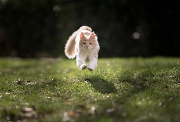 メーン・クーン・キャット
