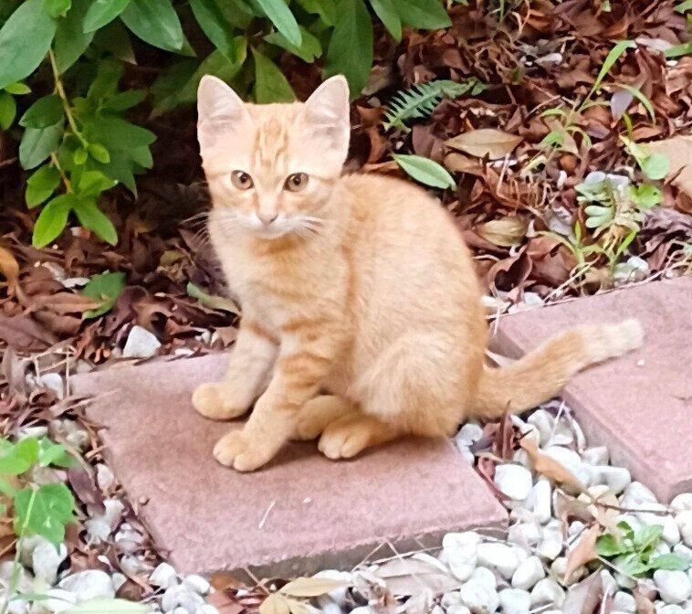 外猫時代のこなちゃん（撮影時、生後推定2カ月）