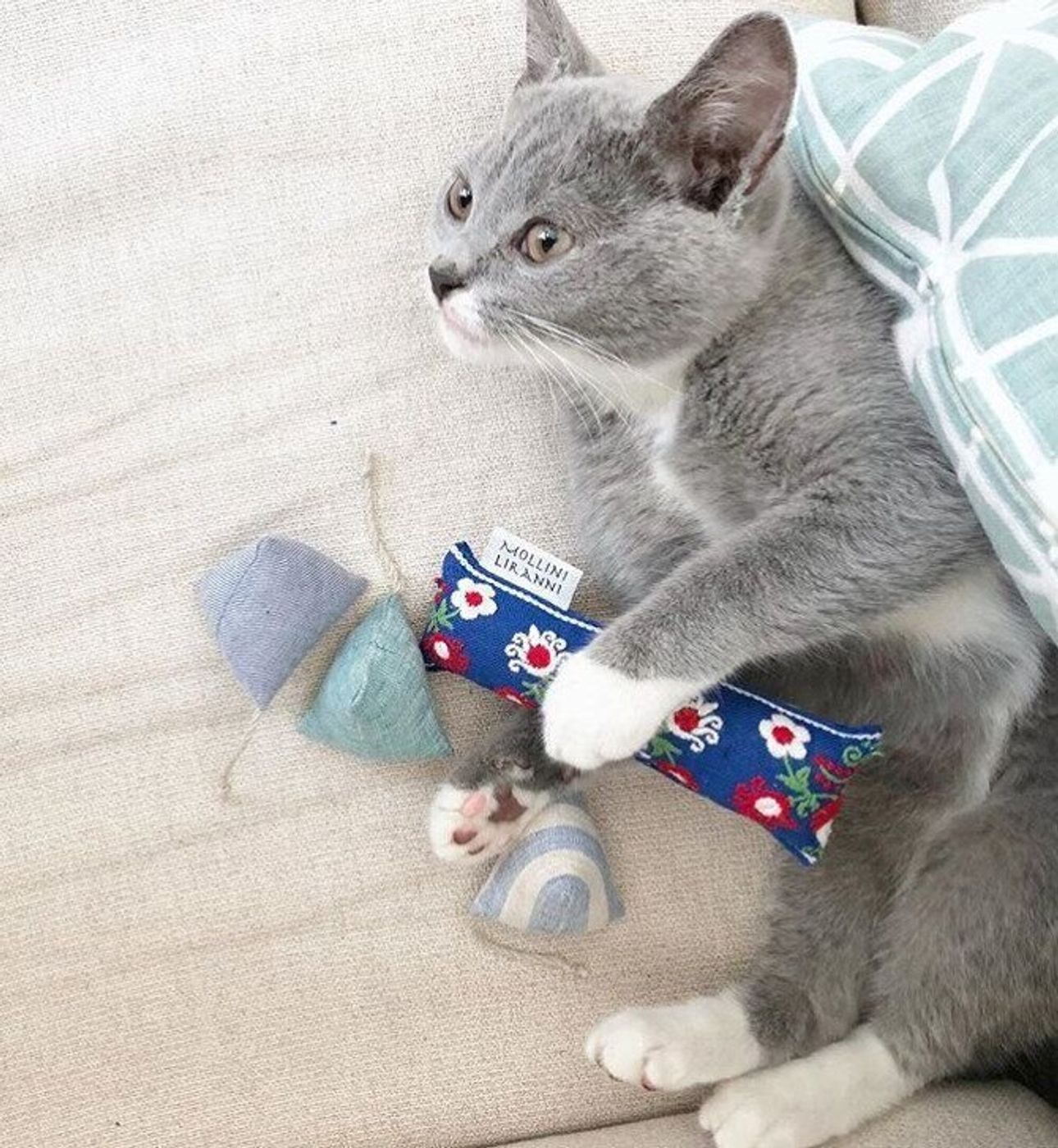 愛猫も大喜び コロコロかわいいテトラ型の手作り猫おもちゃ ねこのきもちweb Magazine 愛猫も大喜び コロコロかわいいテトラ型の手作り猫おもちゃ ねこのきもちweb Magazine