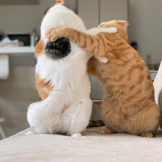 ケンカする猫（MIX、メス）