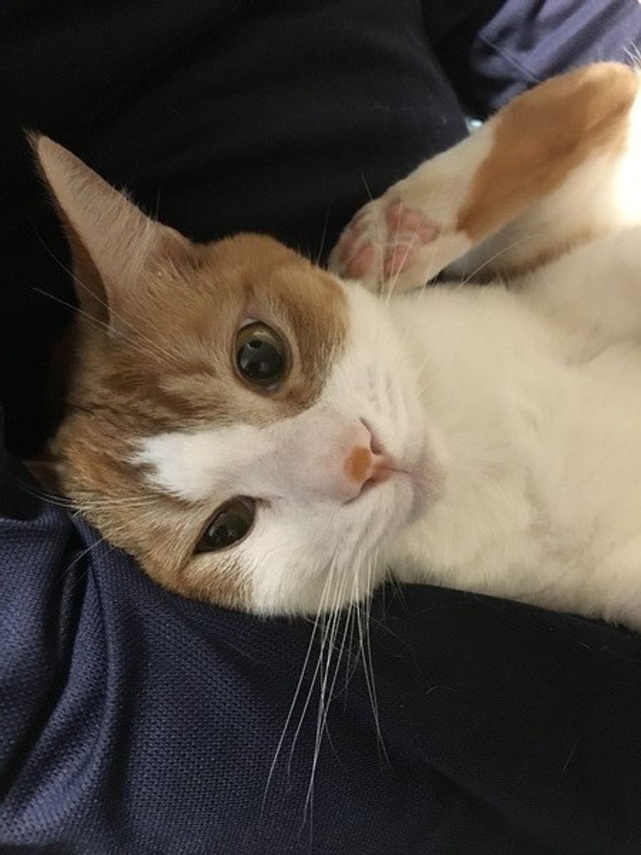 猫のトイレ上達法 ニオイ はみ出し対策でトイレマスターだニャ ねこのきもちweb Magazine 猫のトイレ上達法 ニオイ はみ出し対策でトイレマスターだニャ ねこのきもちweb Magazine