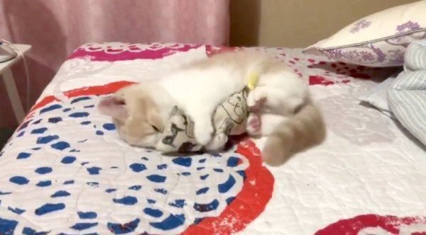 けりぐるみを蹴るブリティッシュショートヘア