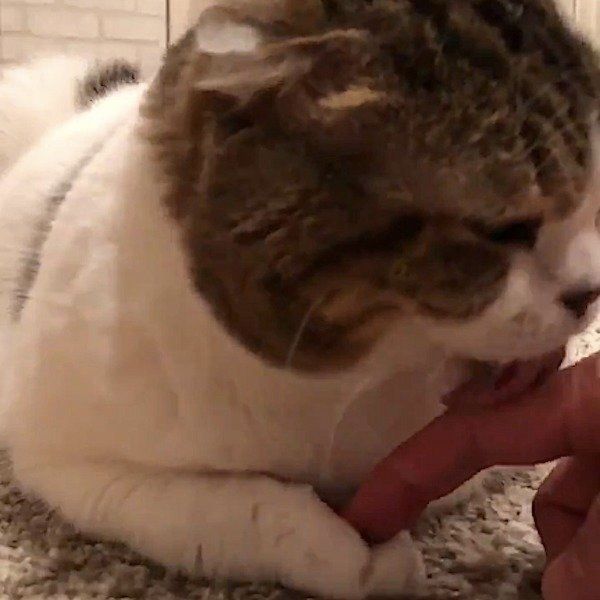 スコティッシュフォールド