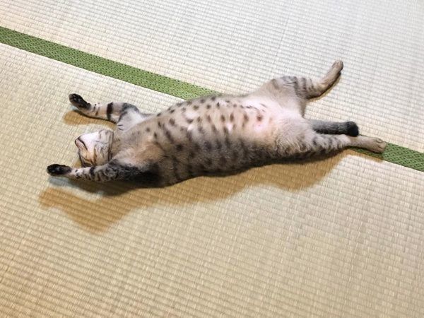 バンザイ寝する猫