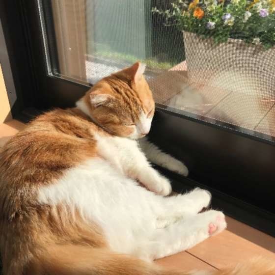 窓際にいるマンチカンのまち子ちゃん