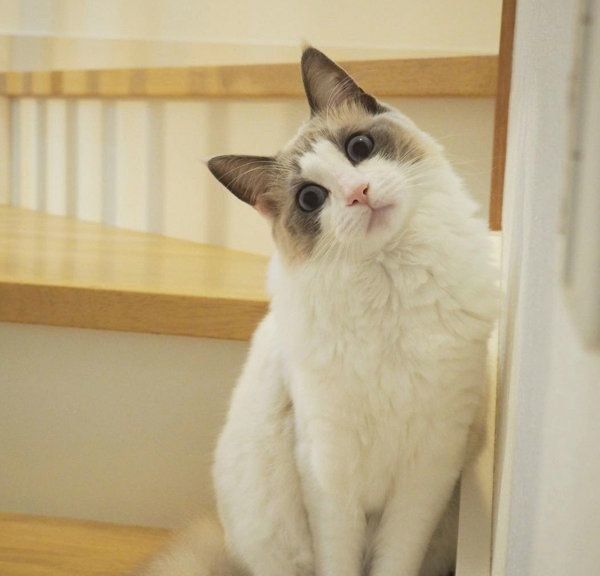 首をかしげるラグドール