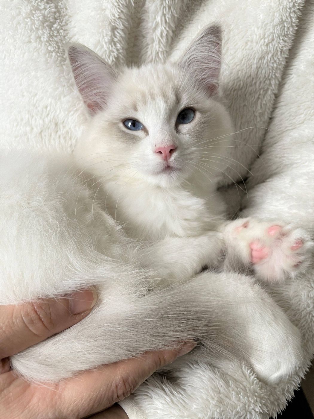 あなたはいくつ知ってますか おもしろ過ぎる 猫種トリビア 4 ねこのきもちweb Magazine あなたはいくつ知ってますか おもしろ過ぎる 猫種トリビア 4 ねこのきもちweb Magazine