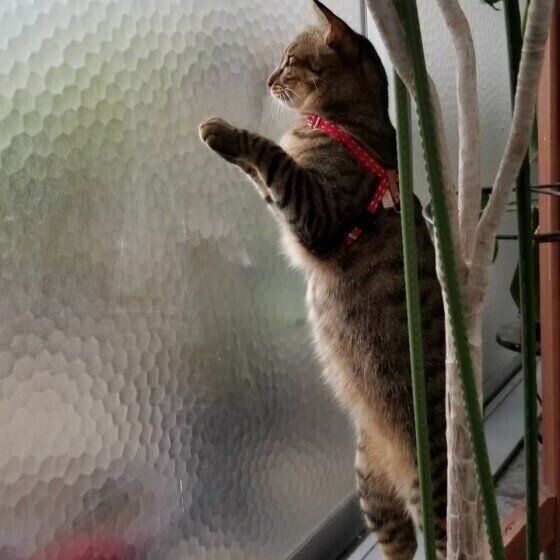 窓の外を見るこなつちゃん