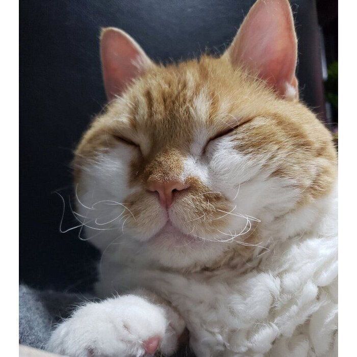 ヒゲが特徴的なもやしくん