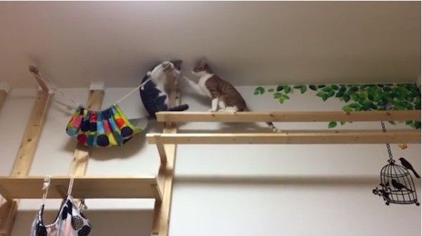 格闘するニャンズ