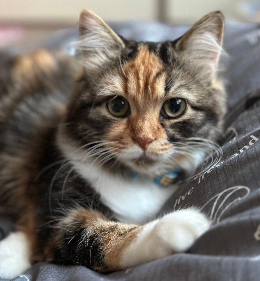 カメラ目線の美美ちゃん