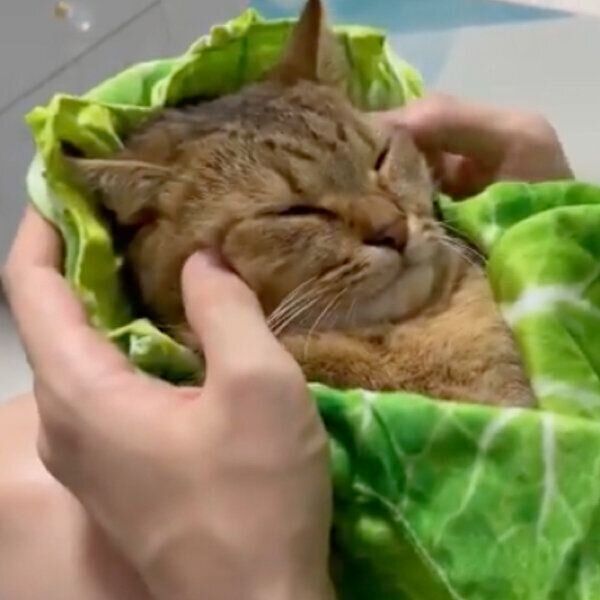 白菜にくるまれるミニラくん