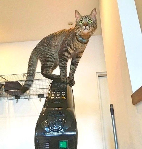 キジトラのてんちゃん