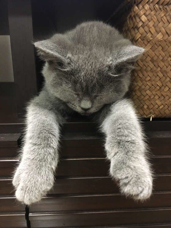 隙間にはさまって寝るブリティッシュショートヘア