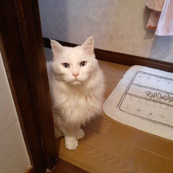 あとをついてくる白猫