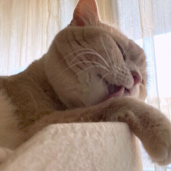 むぎちゃん（マンチカン）