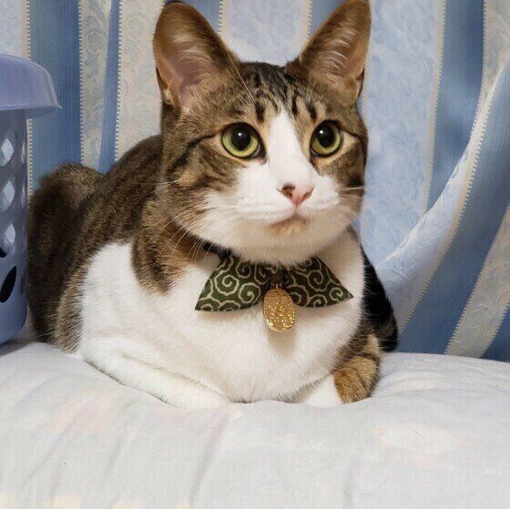 諭吉くん（MIX）