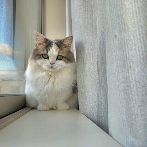 ミヌエットのラテちゃん